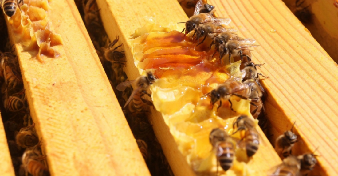  Honey industry concerned over EU ban but hopeful of limited impact