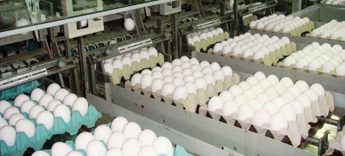  Argentina’s egg-product exports rise 28.5% in value through April