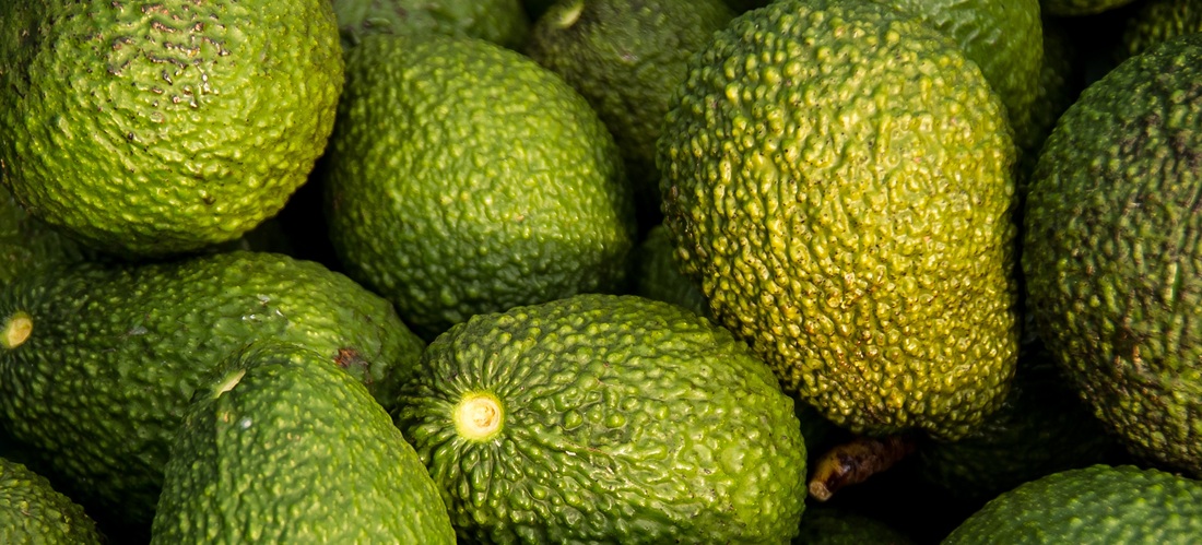  Brazil sees opportunities despite lower Hass avocado prices