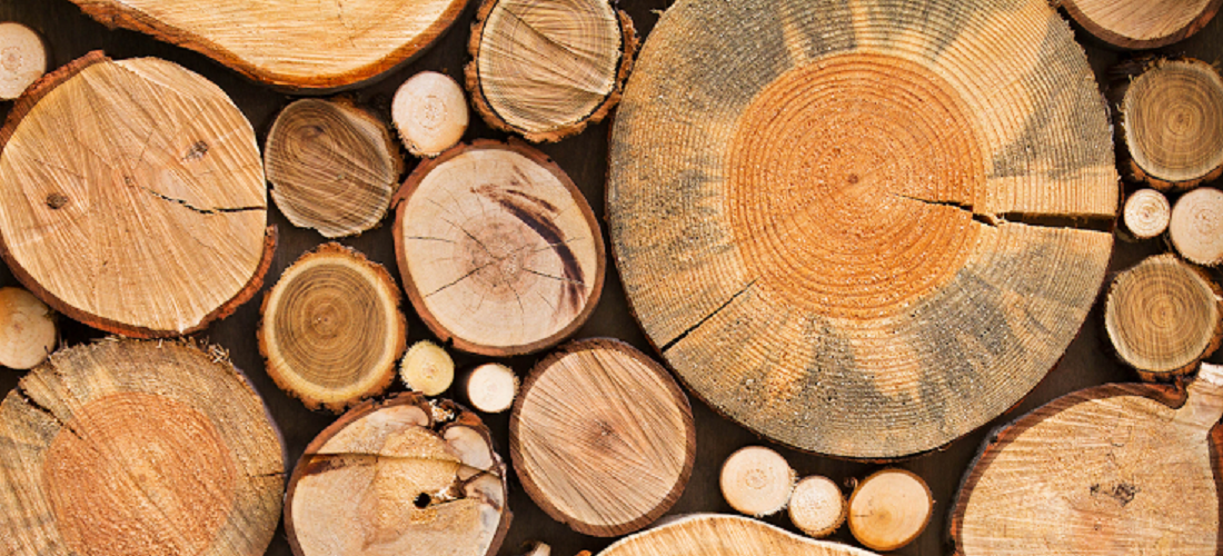  U.S. tariffs hit Brazil’s timber production in 2025